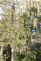  - Stachyurus praecox