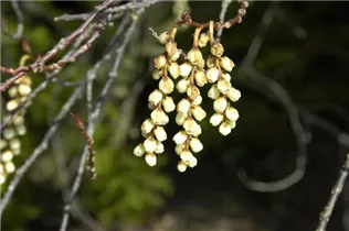  - Stachyurus praecox
