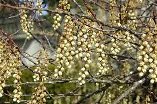  - Stachyurus praecox
