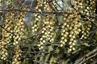  - Stachyurus praecox