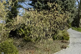  - Stachyurus praecox
