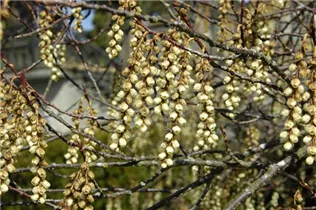  - Stachyurus praecox