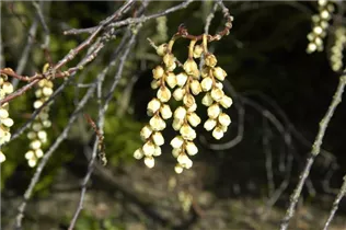  - Stachyurus praecox