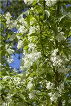  - Staphylea colchica