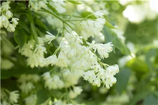  - Staphylea colchica