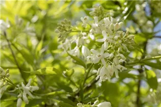  - Staphylea colchica