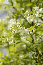  - Staphylea colchica