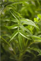  - Sorbus aucuparia 'Ulong'