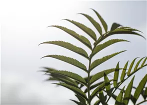  - Sorbus aucuparia 'Ulong'