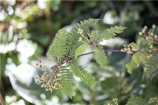  - Sorbus koehneana