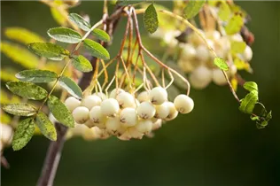  - Sorbus koehneana