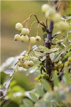  - Sorbus koehneana