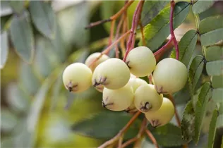  - Sorbus koehneana
