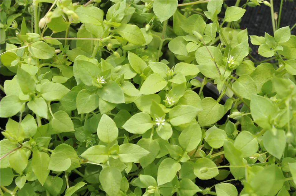 Vogelmiere Samen (Stellaria Media) - 200+ Samen, Perfekt Für Salat & Als Vogelfutter