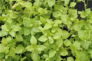 - Stellaria media  - Stellaria media