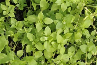 - Stellaria media  - Stellaria media