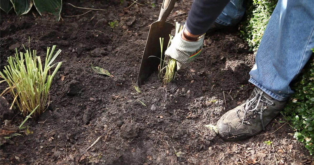  - Gräser - Vermehren im Frühling