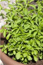  - Stevia rebaudiana