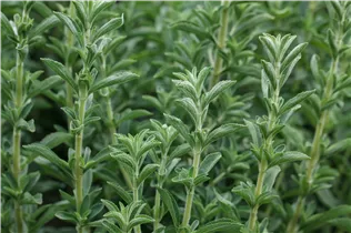  - Stevia rebaudiana