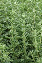  - Stevia rebaudiana