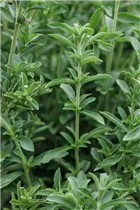  - Stevia rebaudiana