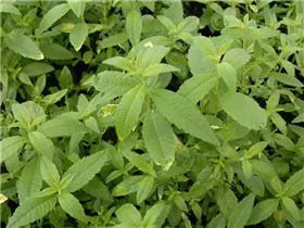  - Stevia rebaudiana