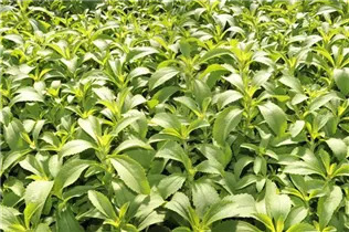  - Stevia rebaudiana
