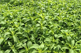  - Stevia rebaudiana