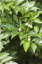  - Styrax japonicus