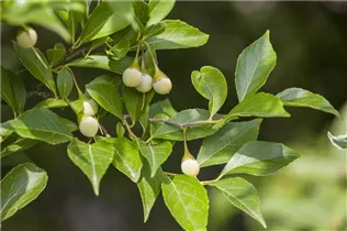  - Styrax japonicus