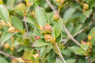  - Stewartia pseudocamellia