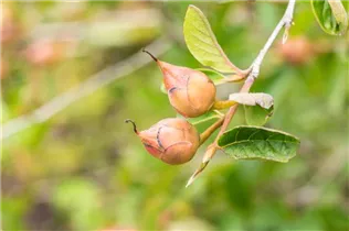  - Stewartia pseudocamellia
