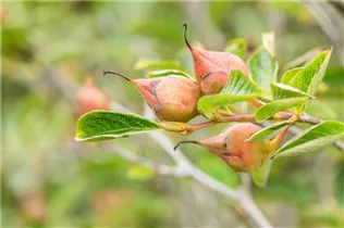  - Stewartia pseudocamellia