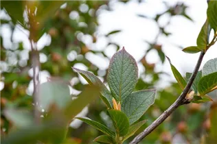  - Stewartia pseudocamellia