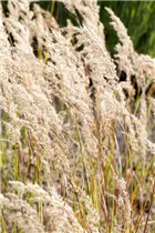  - Stipa calamagrostis