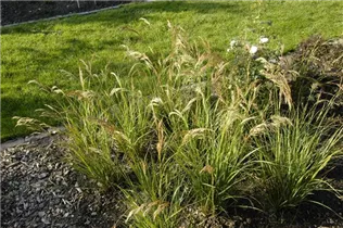  - Stipa calamagrostis 'Algäu'