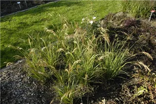  - Stipa calamagrostis 'Algäu'