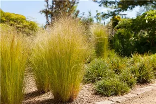 - Stipa tenuissima 'Ponytails'  - Stipa tenuissima 'Ponytails'