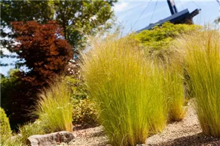 - Stipa tenuissima 'Ponytails'  - Stipa tenuissima 'Ponytails'