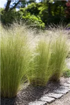 - Stipa tenuissima 'Ponytails'  - Stipa tenuissima 'Ponytails'