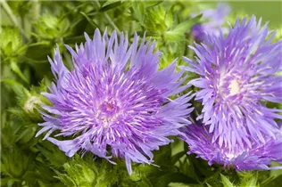 - Stokesia laevis 'Mels Blue'  - Stokesia laevis 'Mels Blue'