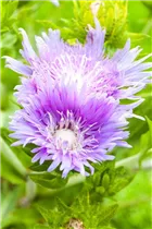  - Stokesia laevis