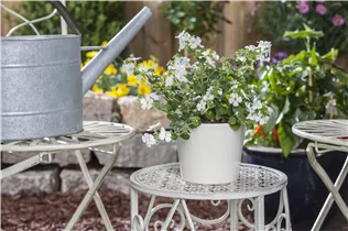  - Sutera grandiflora