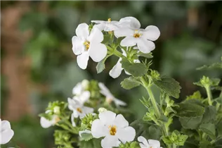  - Sutera grandiflora