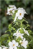  - Sutera grandiflora