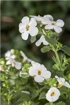  - Sutera grandiflora