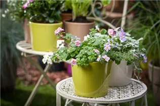  - Sutera grandiflora