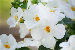  - Sutera grandiflora