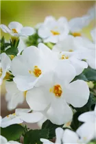  - Sutera grandiflora