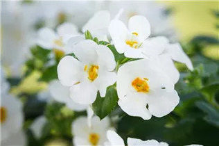  - Sutera grandiflora